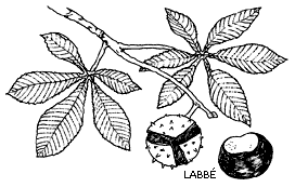 Kastanien-Flugball