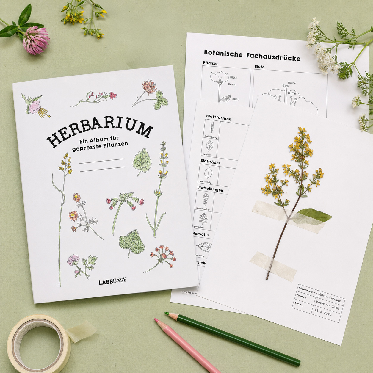 Herbarium anlegen – Gepresste Pflanzen sammeln, bestimmen und aufbewahren
