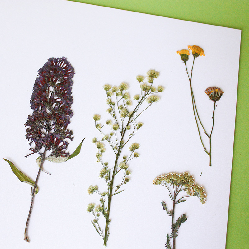 Ein Herbarium anlegen