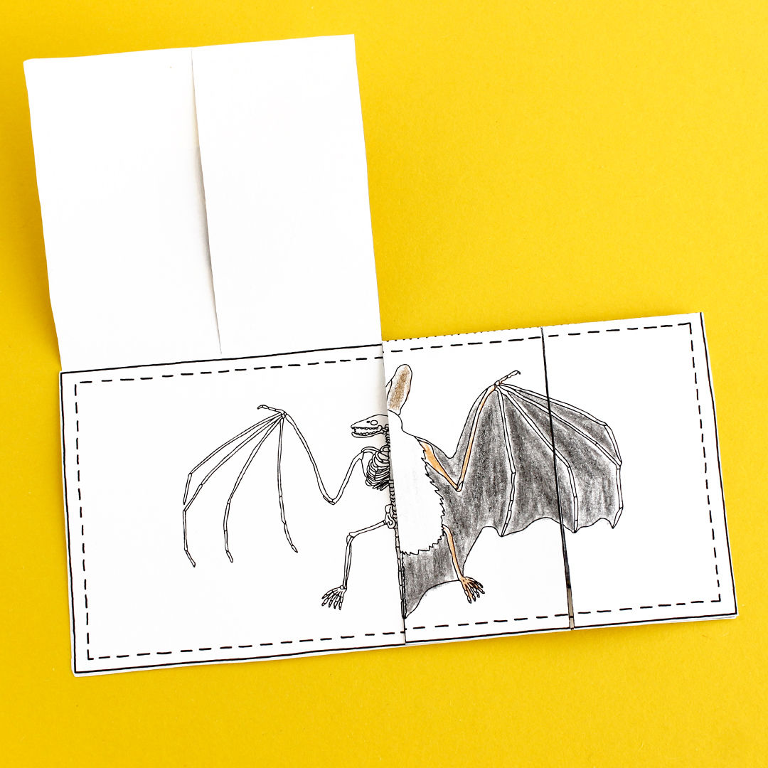 Lapbook - Die Fledermaus PDF