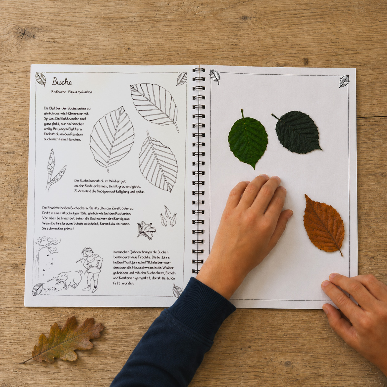 Blätter-Sammelbuch