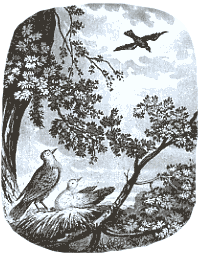 Die Taube und die Krähe