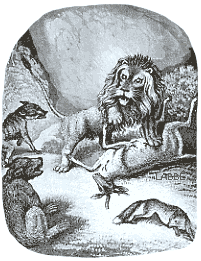 Der Löwe mit anderen Tieren auf der Jagd