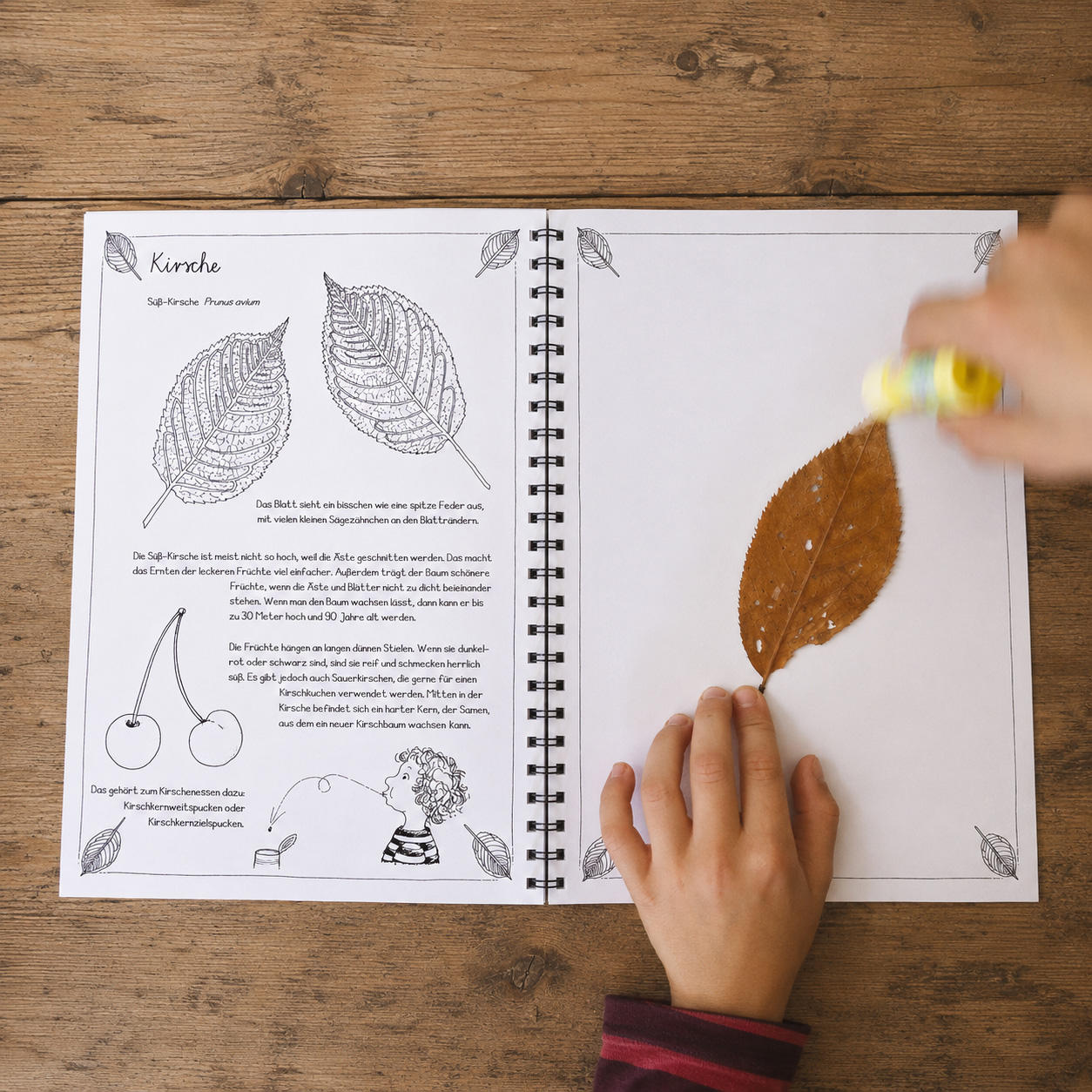 Blätter sammeln & bestimmen – unser Sammelbuch für kleine Naturforscher