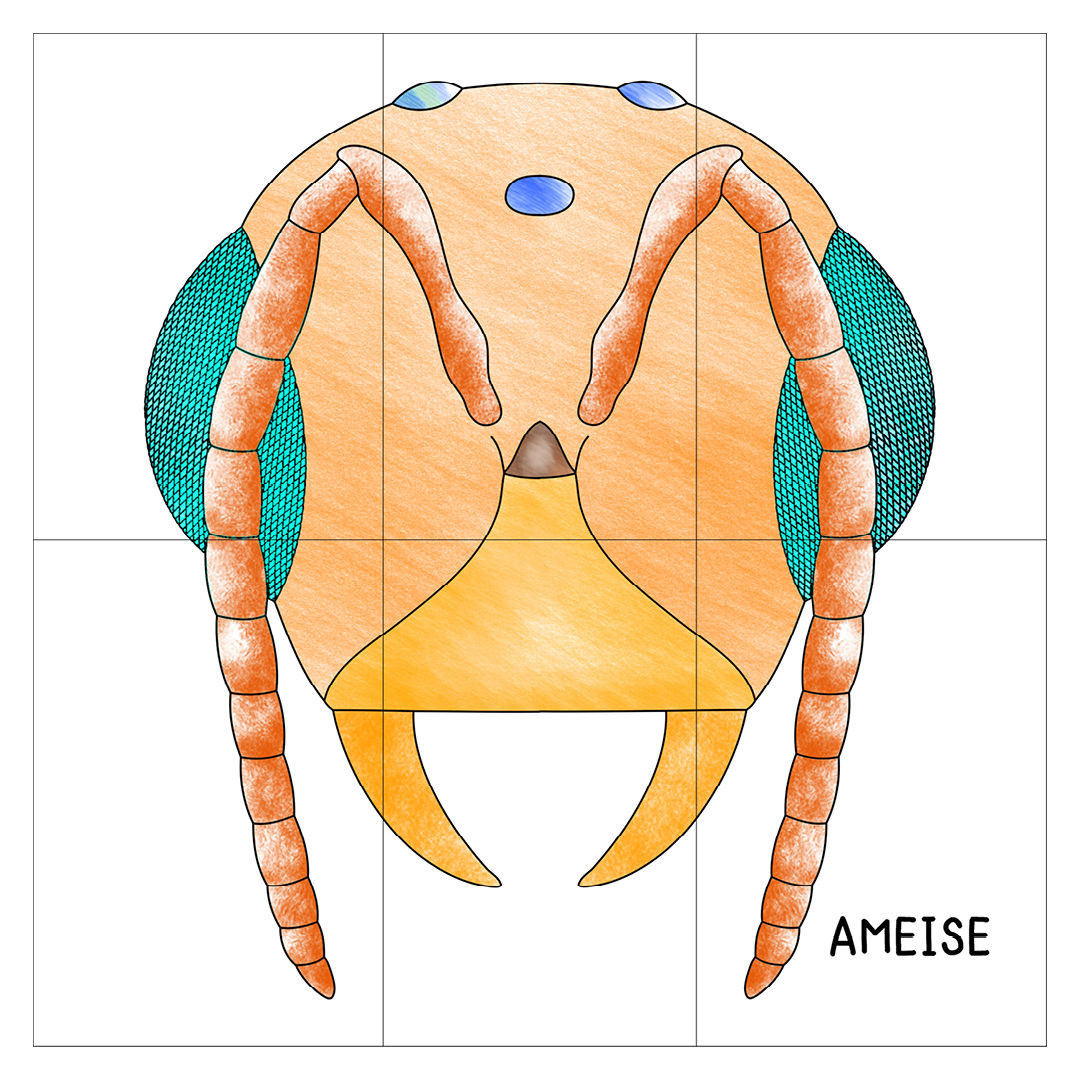 Insekten-Poster PDF