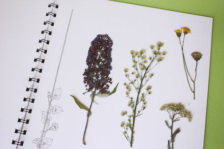 Herbarium mit gesammelten Pflanzen