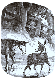 Der Esel und das Pferd