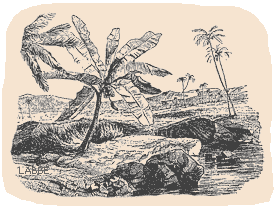 Die Geschichte von der Schildkröteninsel