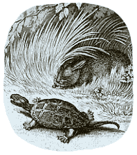 Die Schildkröte und der Hase