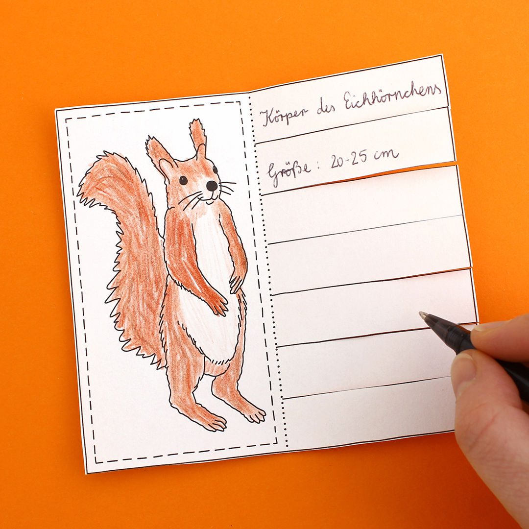Lapbook - Das Eichhörnchen PDF