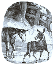 Das Pferd und der Esel